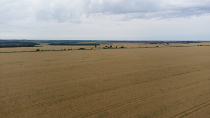Aerial view of yellow agricultural fields. Ukraine 