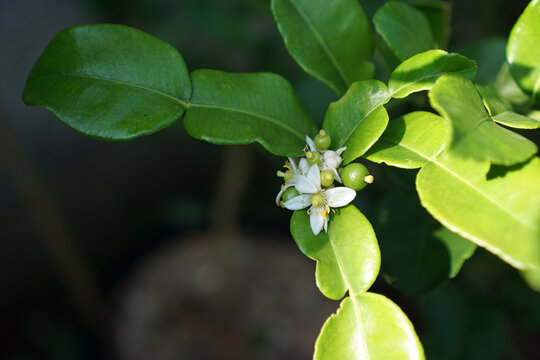 Kaffir Lime Flower" Images – Browse 9 Stock Photos, Vectors, and Video |  Adobe Stock