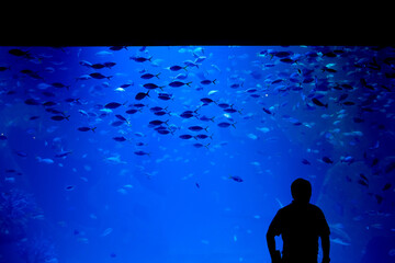 many fishes in blue aquarium tank