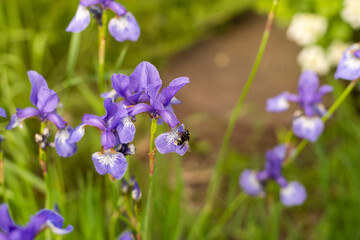 Violet and blue iris flowers closeup on green garden background. Sunny day. Lot of irises. Large cultivated flowerd of bearded iris. Blue and violet iris flowers are growing in garden