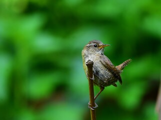 Strzyżyk na gałęzi © Mateusz