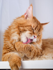 A red Maine Coon cat grooming itself