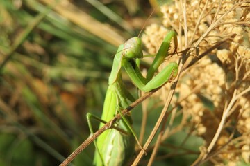 Naklejka premium Green mantis on yarrow plant in autumn garden, closeup