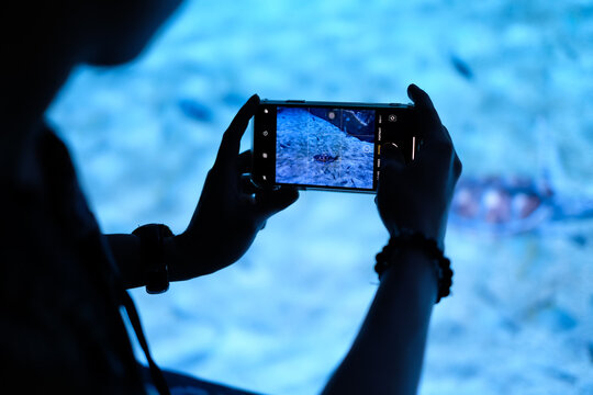 A man used a smart phone to take a photo a turtle in aquarium