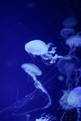Blurred glowing jellyfishes swimming in aquarium