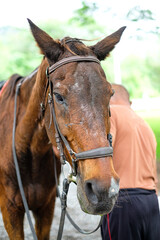 Fototapeta premium portrait of brown horse and stableman