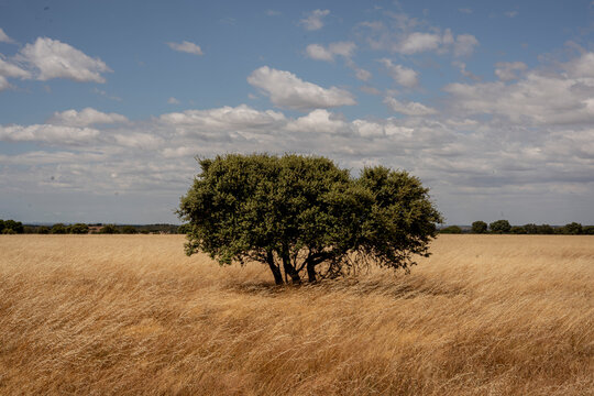 sobreiro