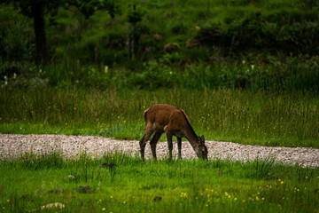Naklejka na ściany i meble A female Red Deer grazing on the short park grass. 