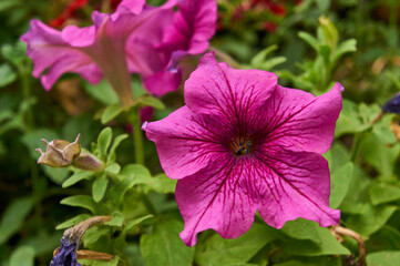 Big pink petunia in the garden.close up