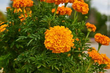 Orange tagetes in the garden