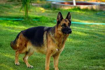 German shepherd dog playing and running in a green area.