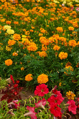 Yellow and orange tagetes on the field