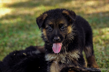 German shepherd dog playing and running in a green area.