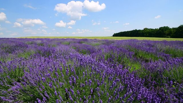 lavender field and blue sky