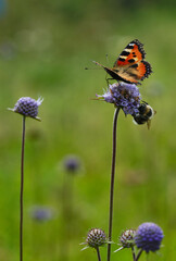 Peacock butterfly and  bumblebee. Insects frolic on colorful flowers to suck nectar. Shallow depth of field