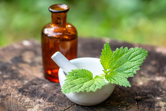 Lamium album, white nettle or white dead-nettle next to pharmacy utensils bottle for medicines, pantglas made of dark glass for preparation of tincture of medicinal herbs
