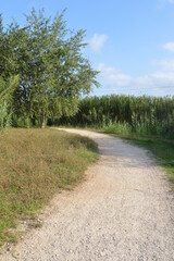 A dirt path landscape in the forest with a tree, canes and green grass, with a blue sky and clouds.
