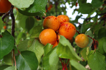 Juicy ripe apricots among green foliage. Fruit grown in our own garden. Eco-friendly farm products