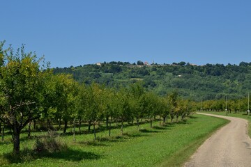 Naklejka premium Laparade vue des champs de prunes
