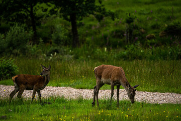 A pair of young red deer posing on the lawn of a deer nursery in the rays of the evening sun
