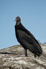 Urubu
