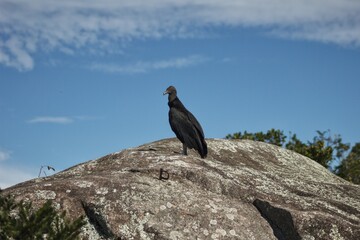 Urubu