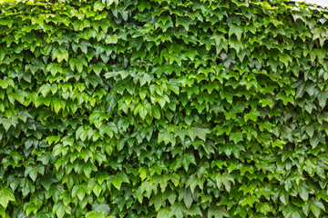 Obraz premium Weinlaubwand