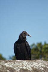 Urubu