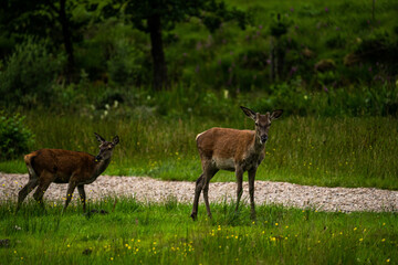 Naklejka na ściany i meble A pair of young red deer posing on the lawn of a deer nursery in the rays of the evening sun 