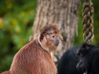 Two east Javan langur, a monkey from the Colobinae subfamily