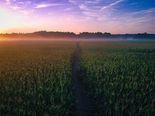 Fototapeta na wymiar overhead view of path in corn field with sun rising on the left