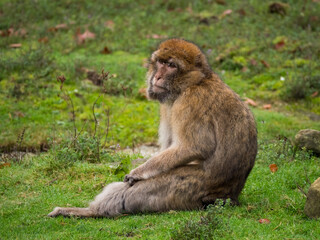 Close-up of a Barbary macaque