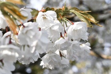 Closeup macro of white flowers in spring