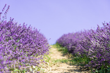 Fototapeta na wymiar Closeup lavender field summer landscape