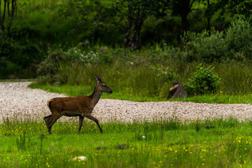 A pair of young red deer posing on the lawn of a deer nursery in the rays of the evening sun

