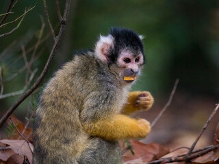 Black capped squirrel monkey eating