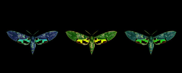 Set of colorful moths isolated on a black background. Magic bugs.
