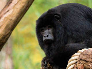 Howler monkey staring in the distance