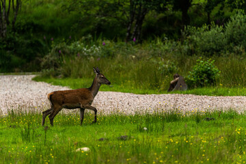 A pair of young red deer posing on the lawn of a deer nursery in the rays of the evening sun
