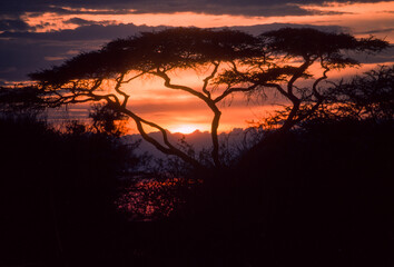 Coucher de soleil, Acacia lahai, Vachellia lahai, Parc national de Nakuru, Kenya