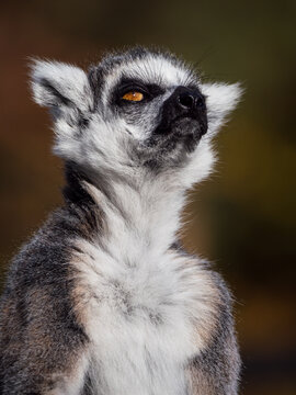 Ring-tailed lemur monkey looking around