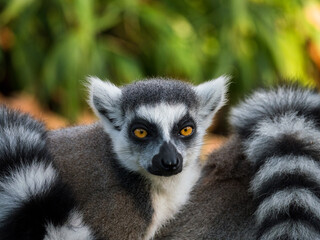 Ring-tailed lemur monkey looking around © hipproductions