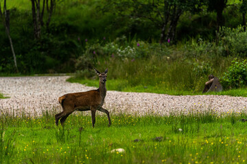 Fototapeta premium A pair of young red deer posing on the lawn of a deer nursery in the rays of the evening sun 