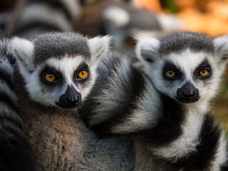 Group of ring-tailed lemur monkeys