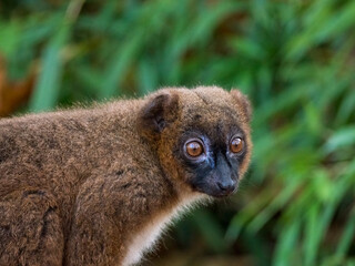 Red Ruffed Lemur monkey staring
