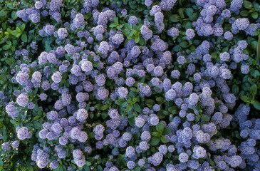 C&eacute;anothe, Ceanothus impressus