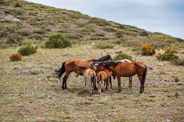 horse and foal