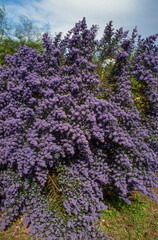 C&eacute;anothe, Ceanothus impressus