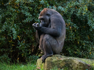 Isolated western lowland gorilla with clasped hands