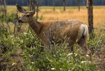 cerf mulet, Odocoileus hemionus, Parc national de Yellowstone, Etats Unis